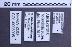 Etiketten zu Aeoloides holzschuhi (NHMW-ZOO-COL-0008005)